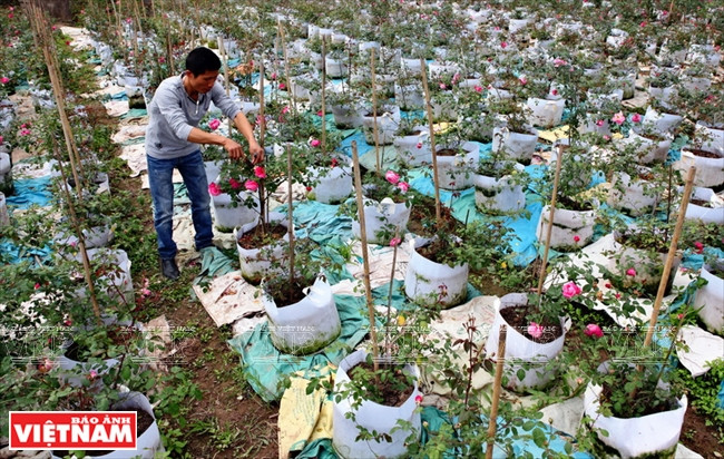 El cultivo de rosa mejora el nivel de vida de los lugareños (Fuente: VNA)