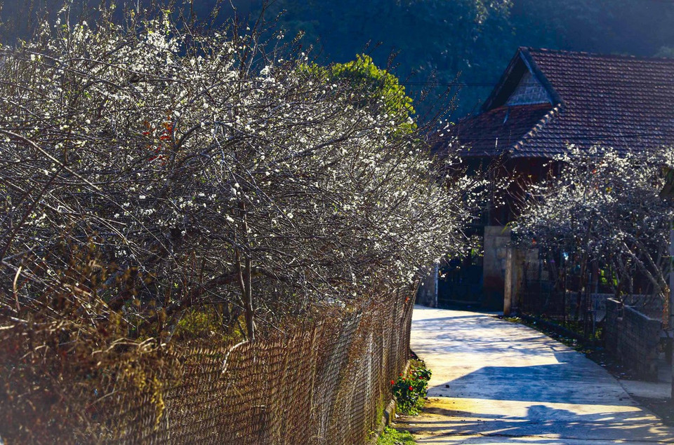 Las calles están bordeadas por flores de ciruelo. (Foto: VNA)