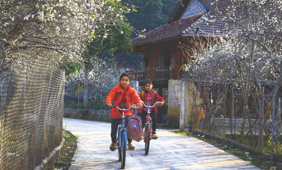 El camino a la escuela está cubierto de flores blancas de ciruelo. (Foto: VNA)