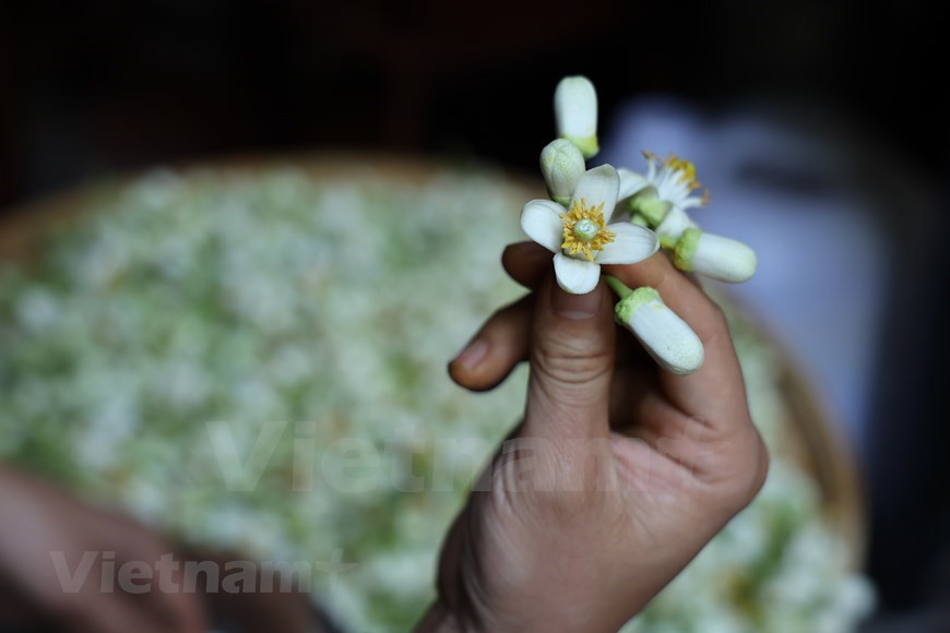 Ante todo, el procesamiento de las flores es lo más importante. El experto en té vietnamita Nguyen Viet Hung, uno de los pocos artesanos que aún es "fiel" a la infusión tradicional, explicó que es mejor usar solo los pétalos blancos de las flores. Debido a que el pistilo contiene mucha agua, si se utiliza, el té podría pudrirse fácilmente y cuando esté hecho, adoptará una coloración roja y tendrá un sabor amargo y rancio. Por lo tanto, después de sacar las flores del jardín, con el fin de asegurar el sabor más fresco, se debe separar los pétalos de inmediato para aromatizar el té el mismo día. (Fuente: Vietnam+)