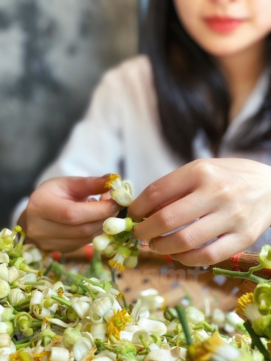 Vamos a ver cómo se hace el té aromatizado con flores de pomelo al estilo hanoyense. Para hacer este tipo de té tradicional, la gente de Hanoi a menudo elige el té Tan Cuong que ha incubado por un tiempo, para que sea menos oloroso. Sin embargo, el ingrediente más importante para el té embalsamado con flores de pomelo no es solo un té de alta calidad elegido con cuidado, sino también las flores blancas más frescas, con un aroma fragante impresionante. Hoy en día, para obtener una tetera sana, los hanoyenses tratan de buscar las flores sin insecticidas. Después del final de la primavera, cuando llovizna y el clima se vuelve húmedo, las flores fragantes de pomelo tiñen de blanco los árboles y son ideales para aromatizar el té. Las flores utilizadas para el té aromatizado deben recolectarse durante el día, cuando recién florecen, de color blanco, con el fin de asegurar la frescura. (Fuente: Vietnam+)