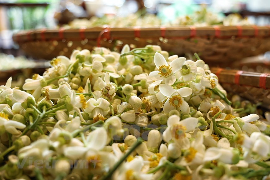 La flor de pomelo es muy conocida entre los vietnamitas, ya que se utiliza en la vida cotidiana con diferentes propósitos, especialmente en los platos y bebidas tradicionales como té embalsamado con flor de pomelo, aromatizante para “banh troi” (bolas blancas de arroz glutinoso), aromatizante para harina de tapioca, aceite esencial de pomelo, entre otros, de los cuales el té aromatizado requiere la técnica más sofisticada. Después de la fiesta del Año Nuevo Lunar (Tet), al final de la primavera, cuando llovizna y el clima se vuelve húmedo, las flores fragantes de pomelo tiñen de blanco los árboles. El aroma de esas preciosas flores, que hechiza cualquier nariz, se ha convertido en el tema principal de numerosos poemas famosos. El té aromatizado con flores de pomelo es una infusión muy familiar entre los hanoyenses. (Fuente: Vietnam+)