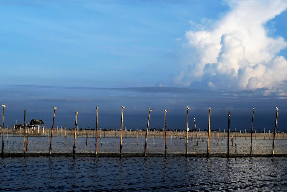 La imagen de los pájaros posados en los postes evoca el tranquilo escenario de la laguna Chuon. (Foto: VNA)