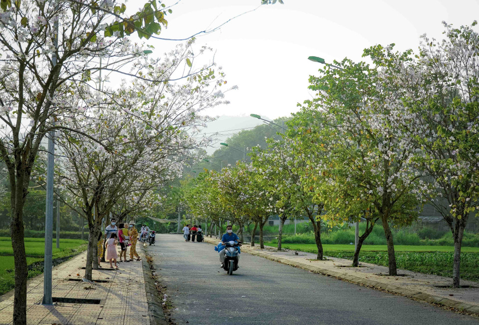 Las calles están impregnadas con el encanto de la flor de Bauhinia blanca (Fuente: VNA)