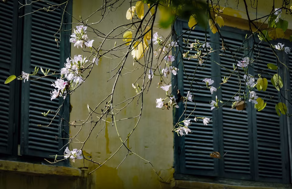 Ramas florecidas de la Bauhinia blanca (Fuente: VNA)