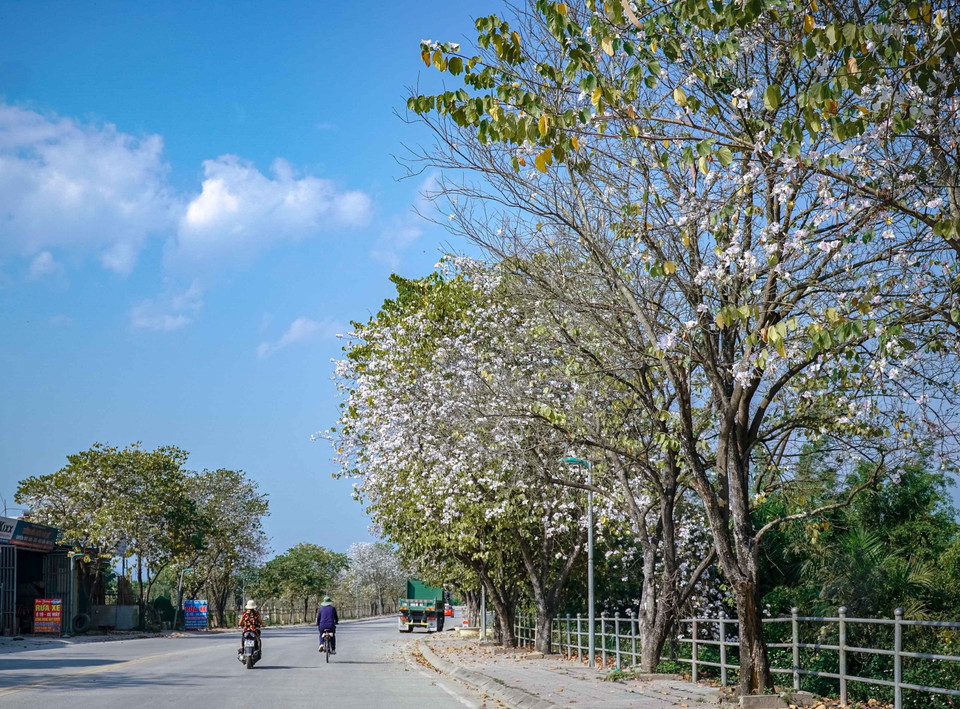 La flor de Bauhinia blanca florece en la calle Nguyen Huu Tho, en la ciudad de Dien Bien Phu (Fuente: VNA)