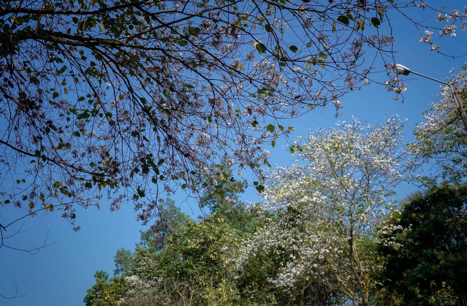 La flor de Bauhinia blanca reluce bajo el cielo azul (Fuente: VNA)./.