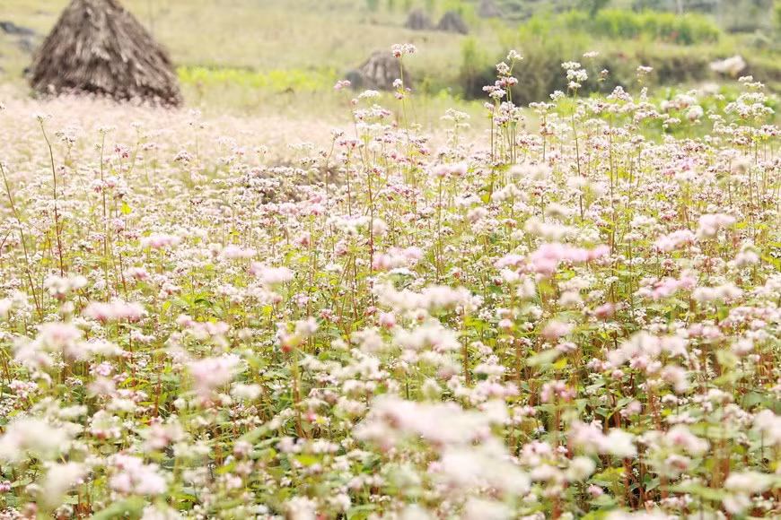 La provincia norteña de Ha Giang ha decidido desarrollar una estrategia para convertir las flores de alforfón (trigo sarraceno) en un producto turístico típico (Fuente: VNA)