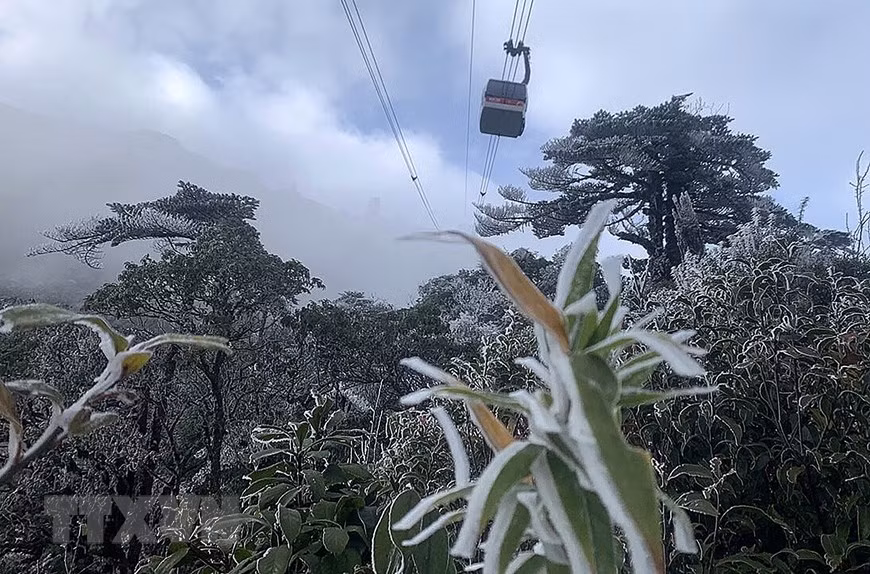 La escarcha cubre el camino y los árboles en el Parque Nacional de Hoang Lien (Fuente: VNA)