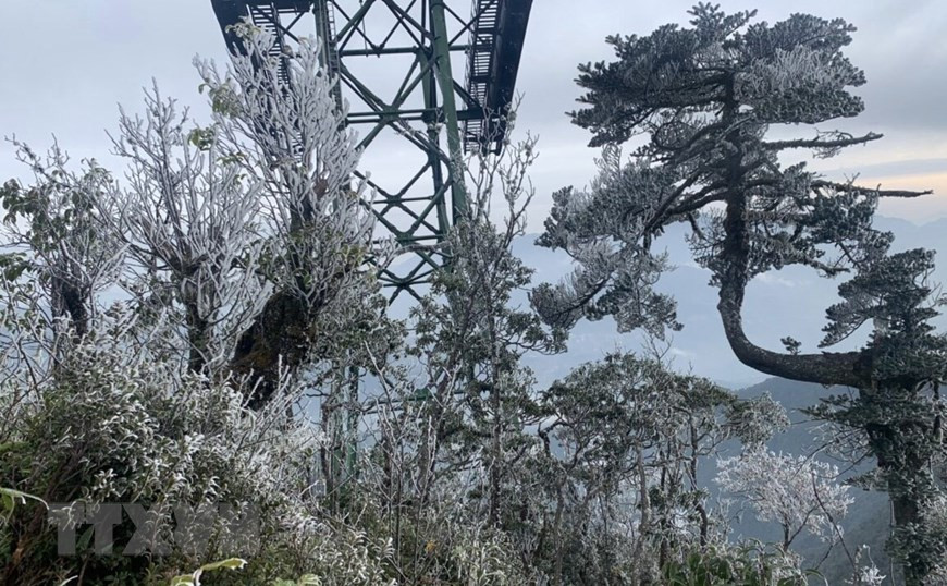 La escarcha cubre el camino y los árboles del Parque Nacional Hoang Lien en el área del teleférico, en el camino a la cima de Fansipan (Fuente: VNA)