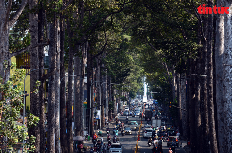 Bajo el intenso calor de Ciudad Ho Chi Minh, las calles arboladas ayudan a la gente a sentirse más cómoda y fresca. (Fuente: VNA)