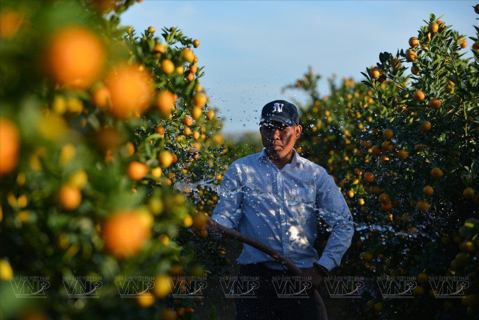 Oficio de cultivo de flores y plantas ornamentales en Hoi An. (Foto: VNA)