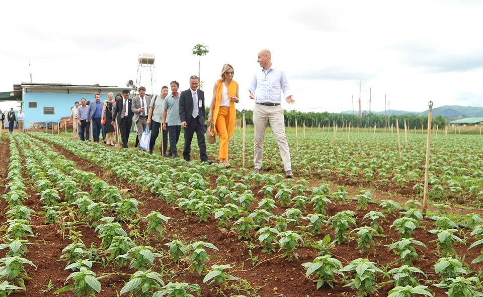El 30 de mayo de 2017, durante su visita a Vietnam, la Reina Máxima de los Paises Bajos visitó el modelo de producción agrícola limpia en el distrito de Don Duong y en la ciudad de Da Lat (Lam Dong). (Foto: VNA)
