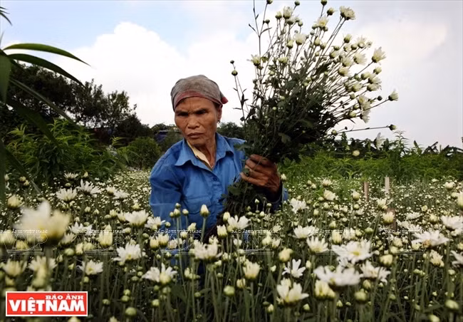 Los cultivadores cosechan flores muy temprano y las venden en los mercados o por las calles (Fuente: VNA)