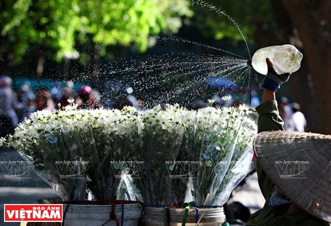 Las pequeñas flores de puro blanco adornan las calles capitalinas (Fuente: VNA)