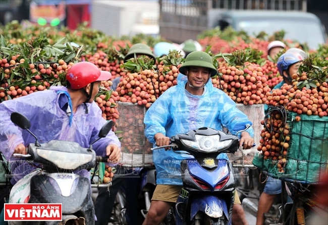  Alegría de los agricultores por una cosecha abundante.