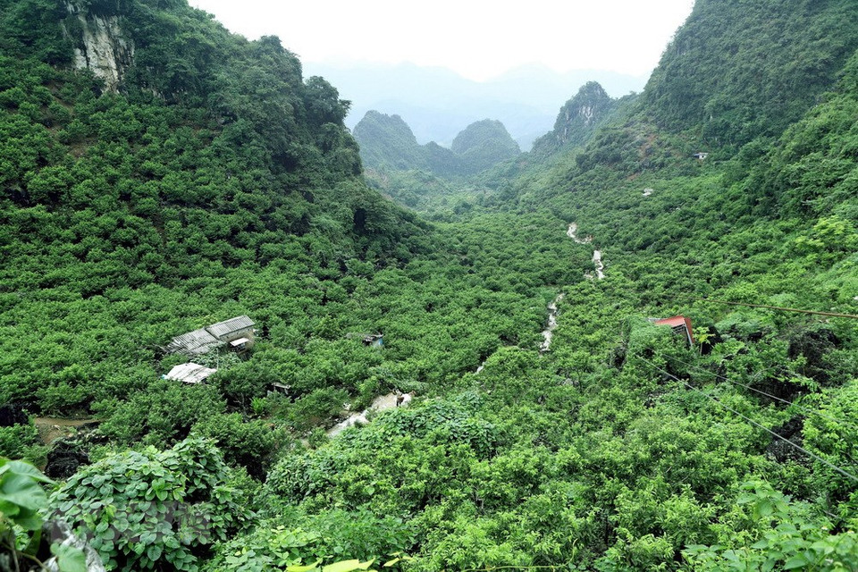 Una zona de cultivo de anón en Lang Son (Fuente: VNA)