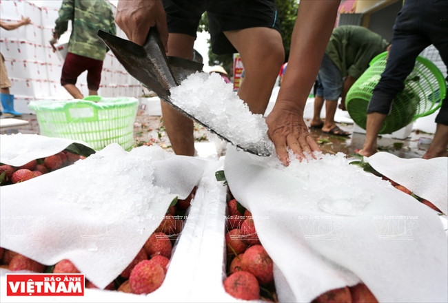 Los residentes de Luc Ngan aplican la tecnología de preservación de lichis con hielo, por lo que las frutas pueden mantenerse frescas durante 4-6 semanas.
