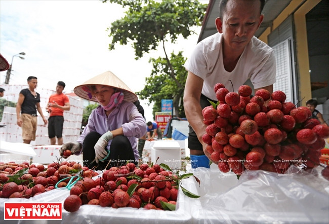  Los mejores lichis se eligen para la exportación.