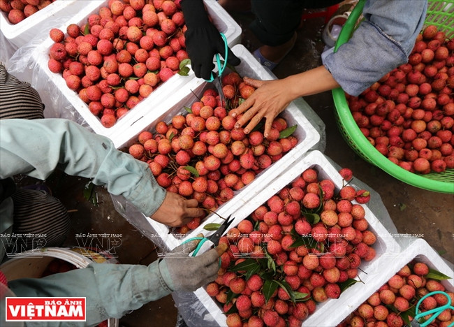  Los lichis son empacados después de ser clasificados y tener cortados sus tallos.