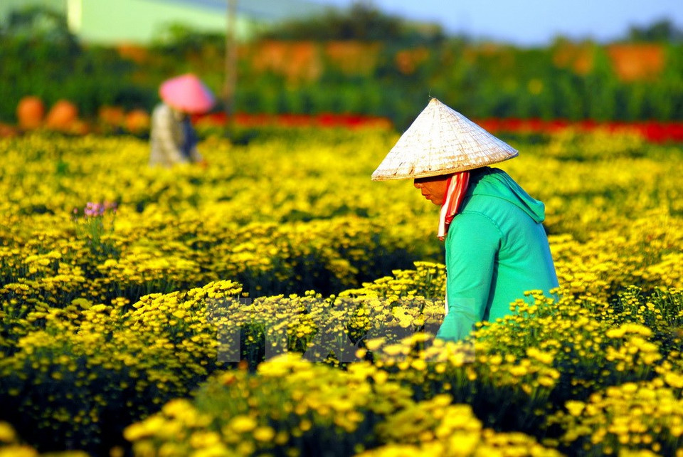 Floricultores están ocupados estos días cuidando a las plantas para el Año Nuevo Lunar. (Foto: VNA)