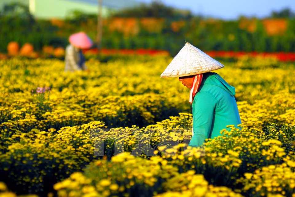 Floricultores están ocupados estos días cuidando a las plantas para el Año Nuevo Lunar. (Foto: VNA)