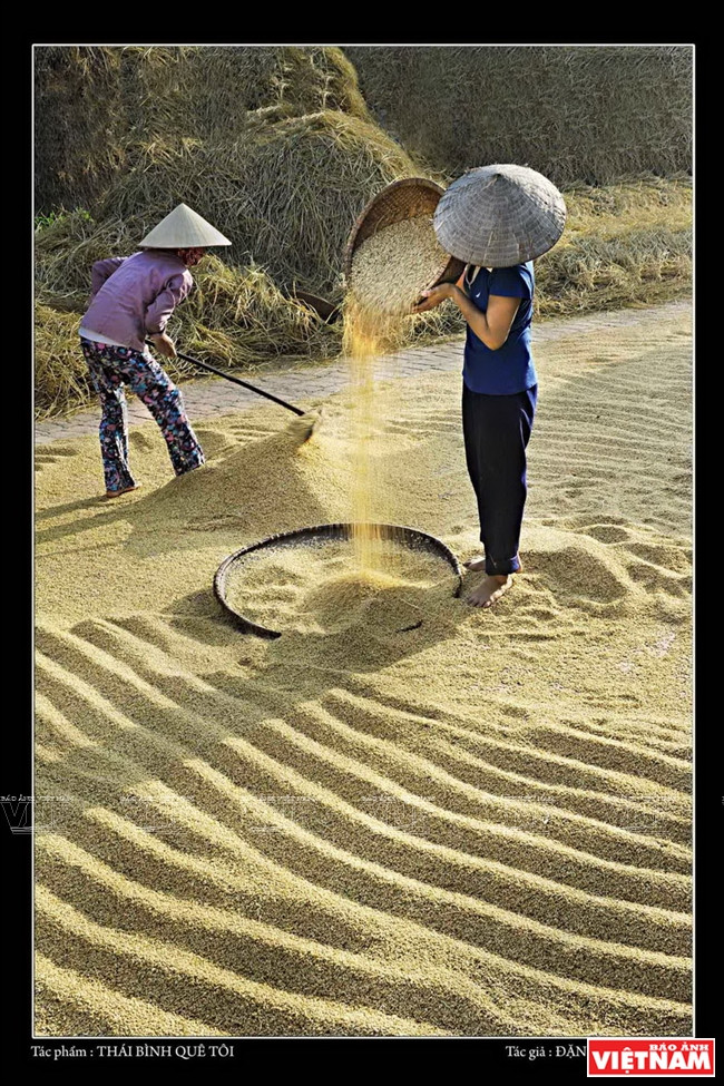 “Thai Binh mi tierra natal” Localizada en el norte, la provincia de Thai Binh es una gran zona productora de arroz.