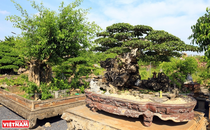 Árbol ornamental en la comuna de Hong Van (Fuente: VNA)
