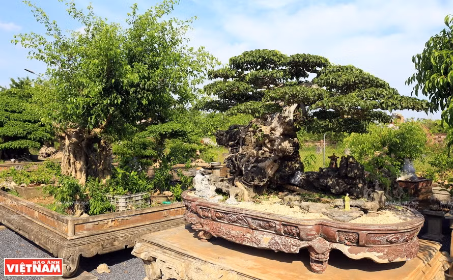 Árbol ornamental en la comuna de Hong Van (Fuente: VNA)