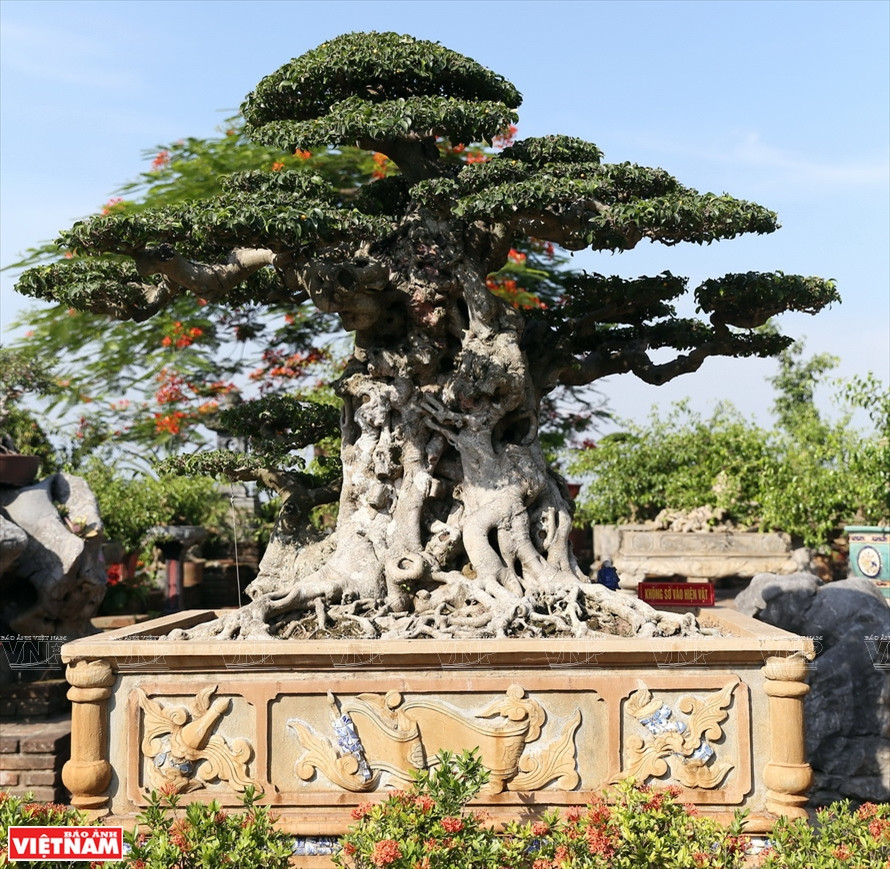 Árbol ornamental en la comuna de Hong Van (Fuente: VNA)