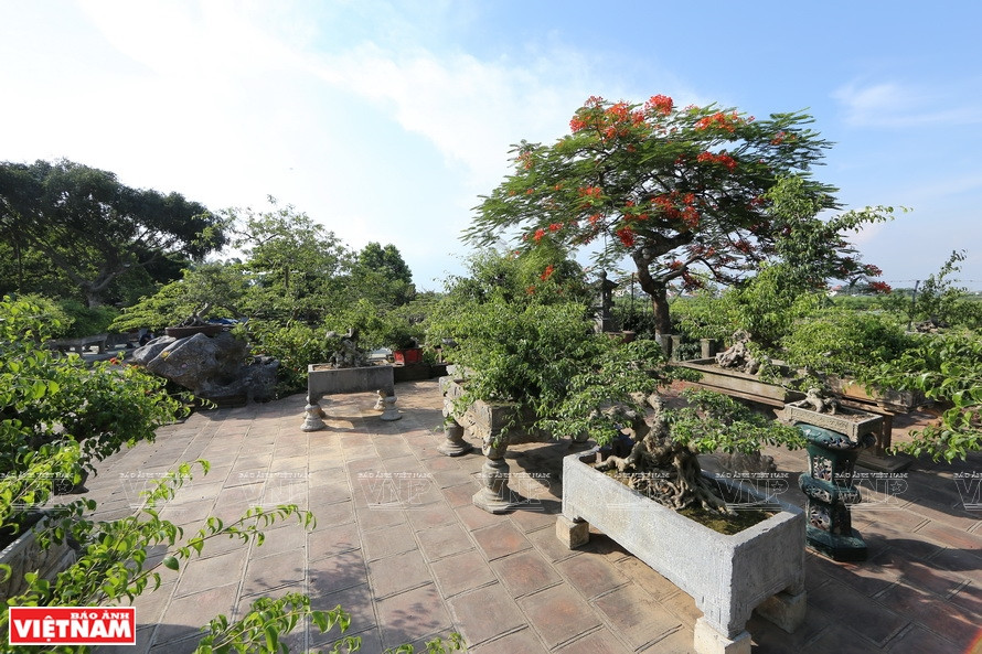 Árbol ornamental en la comuna de Hong Van (Fuente: VNA)