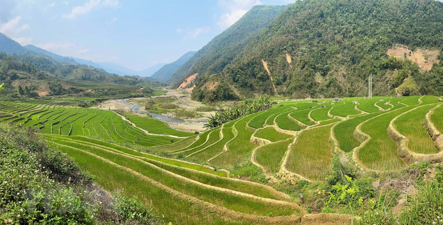 Las terrazas de arroz en el distrito de Muong Te, Lai Chau (Fuente: VNA)