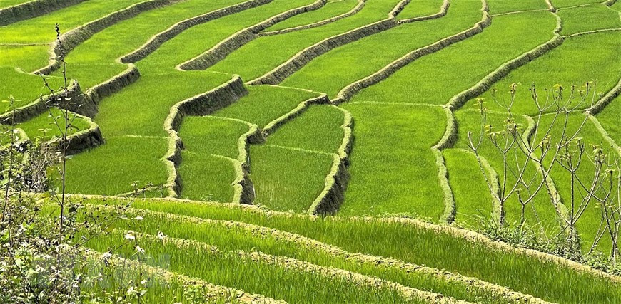 Las terrazas de arroz se tiñen de un color verde (Fuente: VNA)