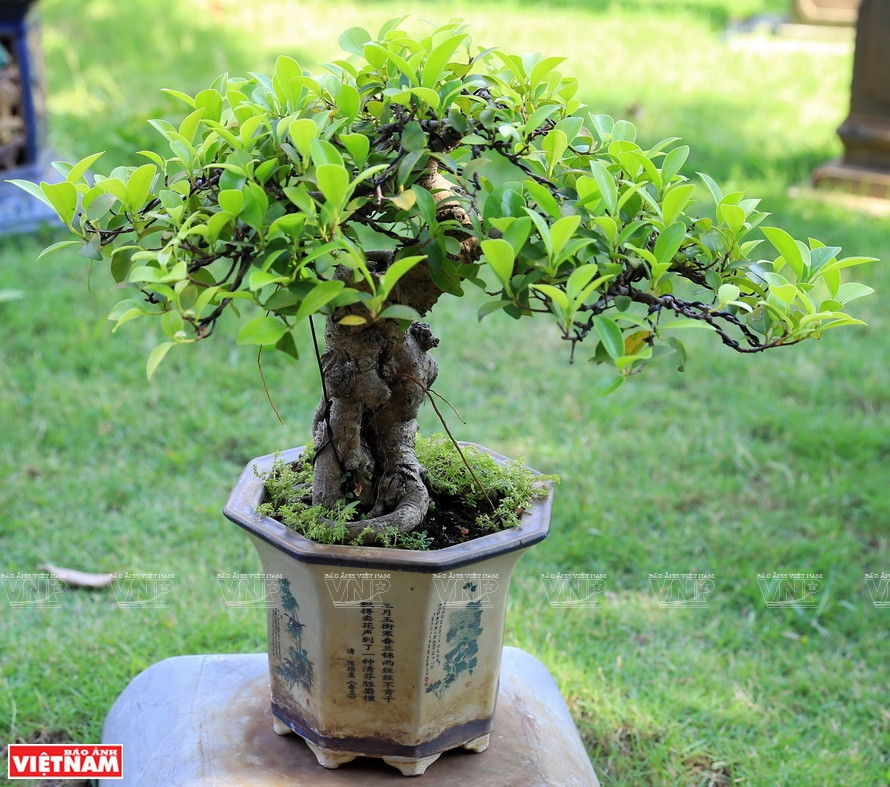 Árbol ornamental en la comuna de Hong Van (Fuente: VNA)