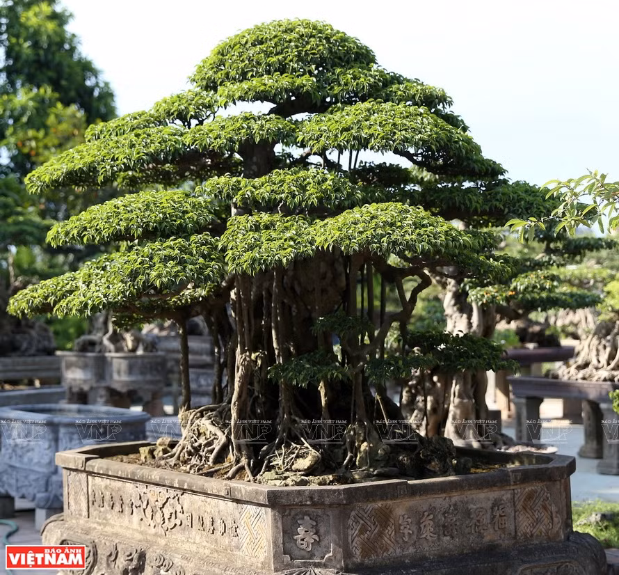 Árbol ornamental en la comuna de Hong Van (Fuente: VNA)
