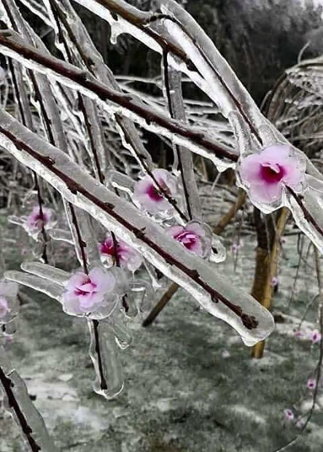 Nieves cubren paso O Quy Ho (Fuente:VNA)