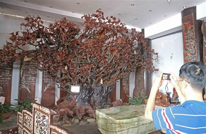 Dos árboles de cedro, que representan un deseo para la longevidad. (Fuente: VNA)