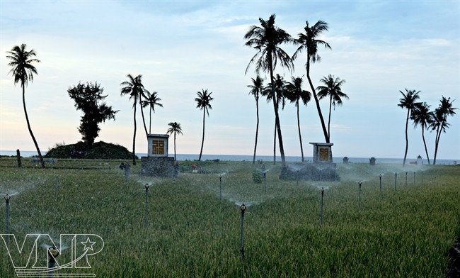 Campos de cebolla y ajo se extienden hasta el borde del mar en la tierra natal de la heroica Flota de Hoang Sa (Paracels), fundada por la dinastía Nguyen en el siglo XVII. (Fuente: VNA)