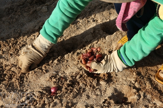 Cultivadores siembran sus sueños en la tierra. (Fuente: VNA)