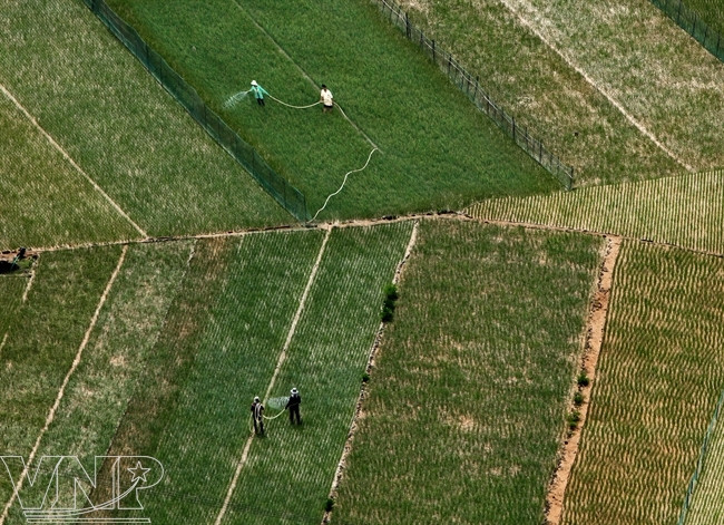 Vista desde la cima de Thoi Loi: los cultivos verdes parecen arrozales en la tierra firme. (Fuente: VNA)