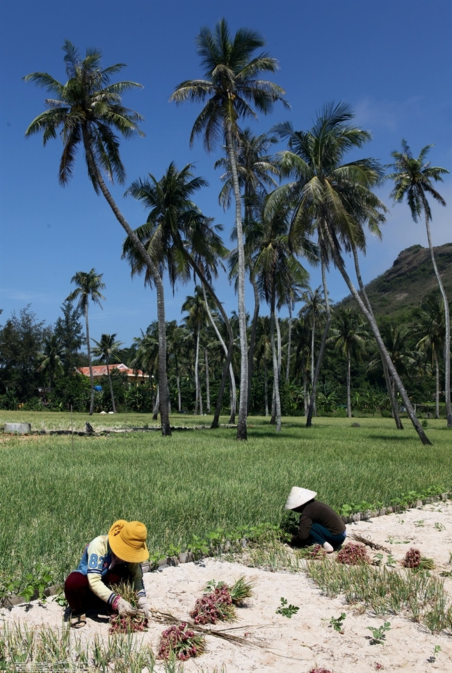 La producción se inicia en septiembre u octubre, y la cosecha se efectúa en marzo. (Fuente: VNA)