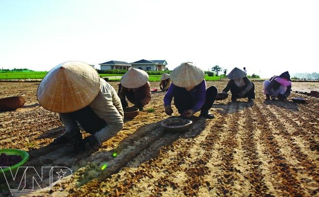 En Ly Son, los hombres trabajan en el mar, mientras las mujeres laboran en los campos de cebolla y ajo. (Fuente: VNA)
