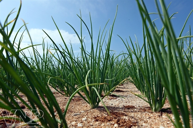 Originadas por una zona con cinco volcanes desactivados, casi mil hectáreas de Ly Son es una superficie de magma, arena y en la costa, arrecifes corrales. (Fuente: VNA)