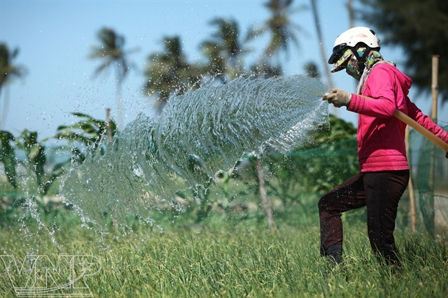 Para combatir contra la salinización, los cultivadores deben regar el cultivo con agua dulce dos veces al día, durante casi seis meses. (Fuente: VNA)