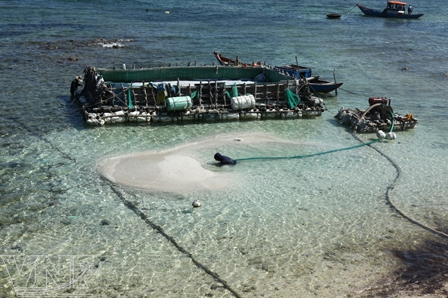 Y para acumular suficiente terreno, hay que transportar la arena desde la costa a los campos. (Fuente: VNA)