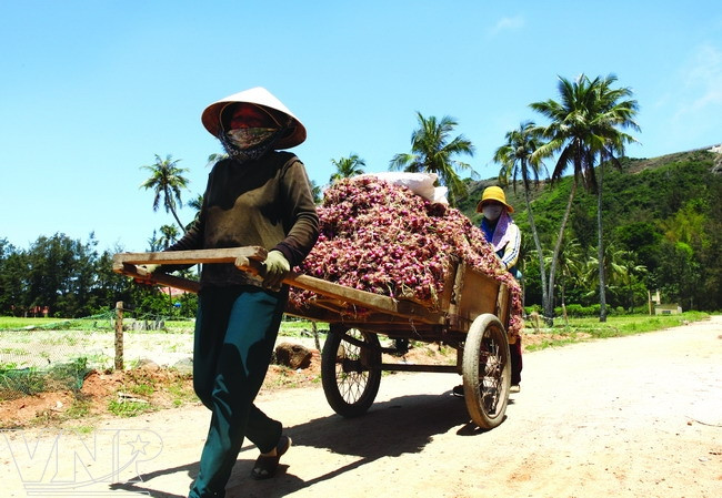 Las cosechas son secadas bajo el sol. (Fuente: VNA)