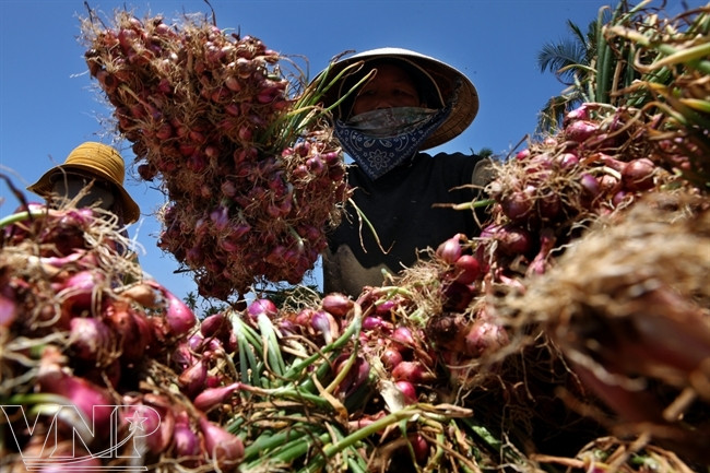 La cebolla de Ly Son con el color purpura típico y sabor picante peculiar. (Fuente: VNA)