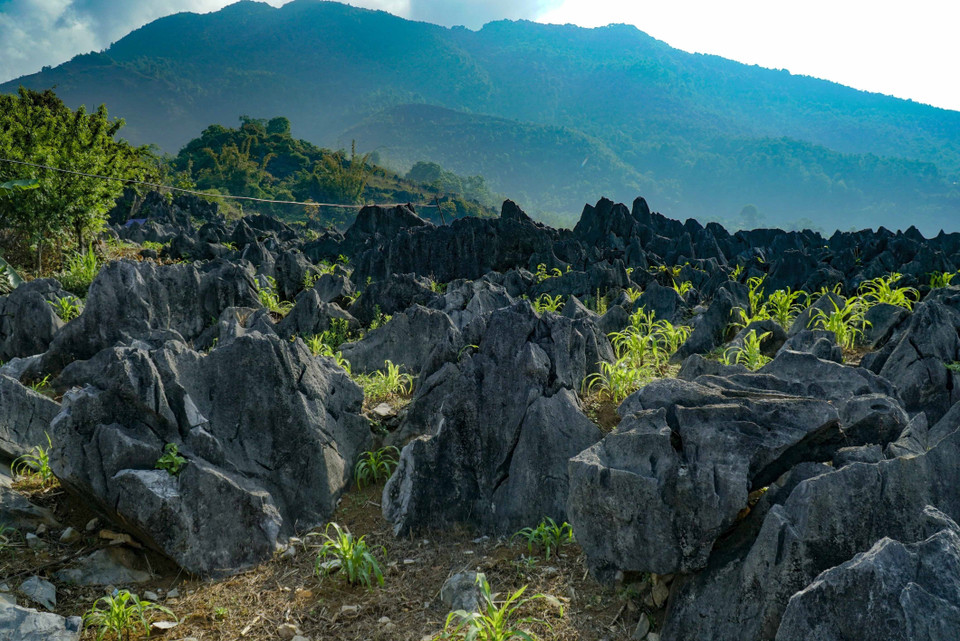 La gente cultiva maíz en esta meseta rocosa (Foto: VNA)