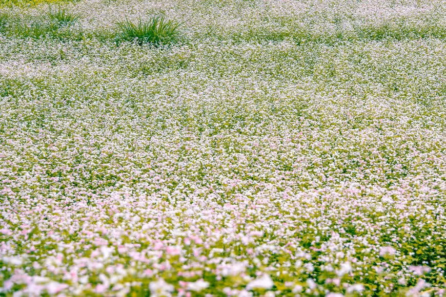 El trigo sarraceno es una planta que crece en las altas montañas del norte de Vietnam. (Foto: Vietnam+)