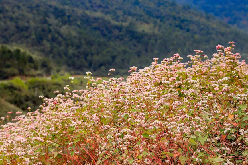 El festival de flores de alforfón aquí se celebra todos los años en la meseta rocosa de Ha Giang, para honrar la belleza de las flores típicas de las montañas de esta provincia y resaltar las características de la cultura de la etnia minoritaria Mong. (Foto: Vietnam+)